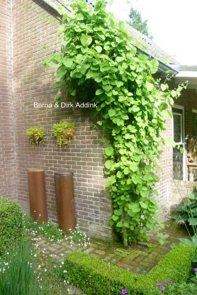 Aristolochia macrophylla