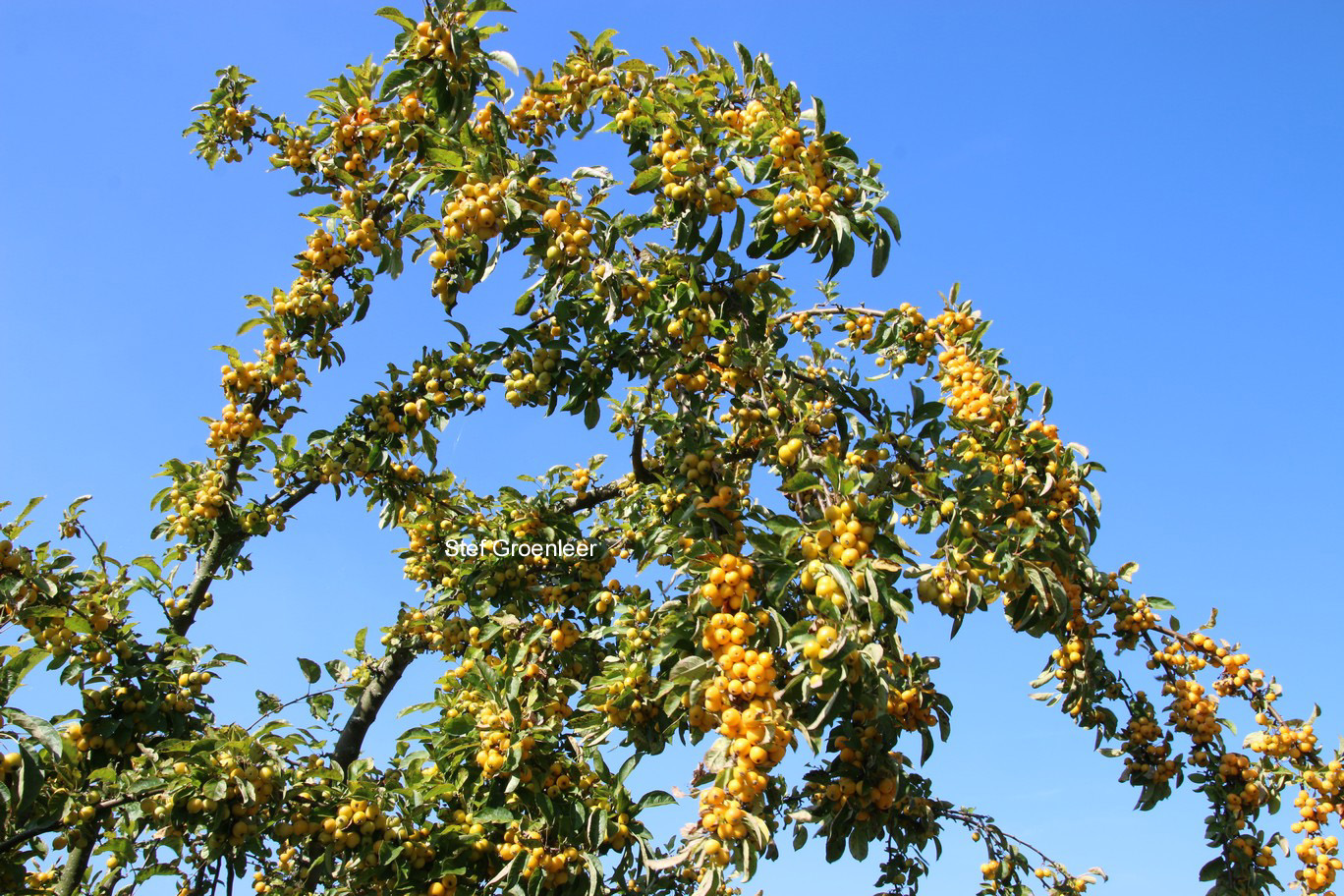 Malus 'Golden Hornet'