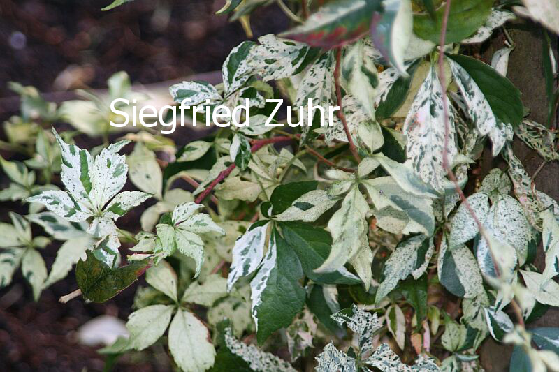 Parthenocissus quinquefolia 'Star Showers'