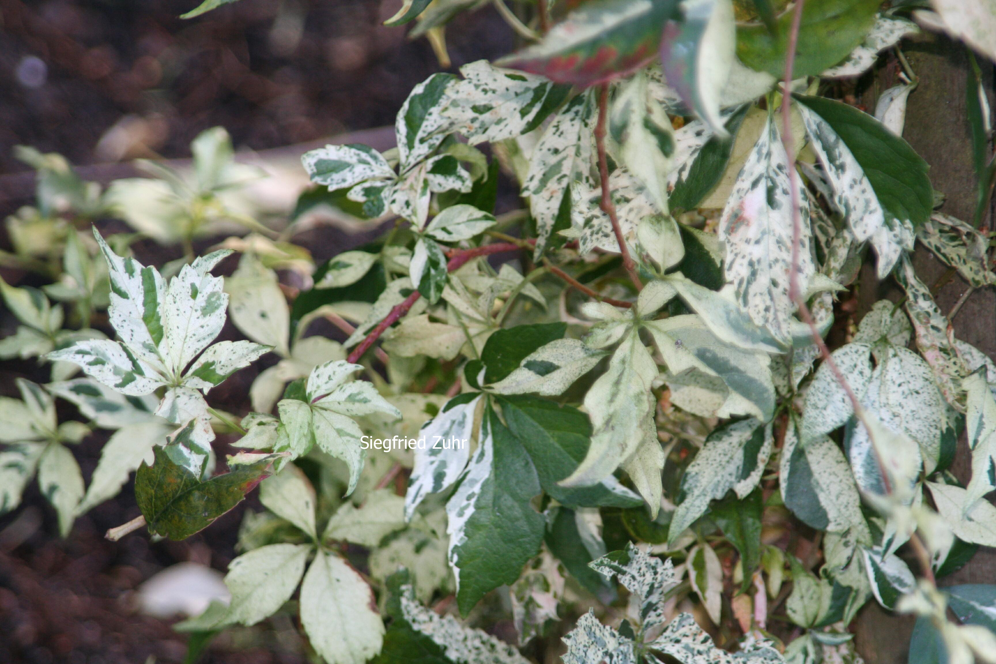 Parthenocissus quinquefolia 'Star Showers'