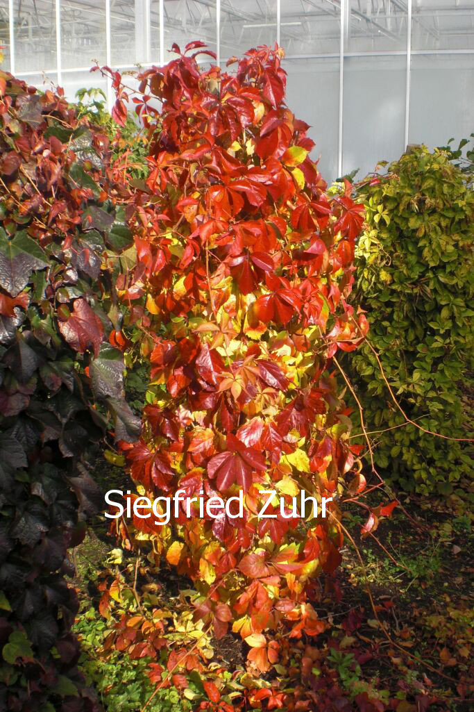 Parthenocissus quinquefolia 'Troki'