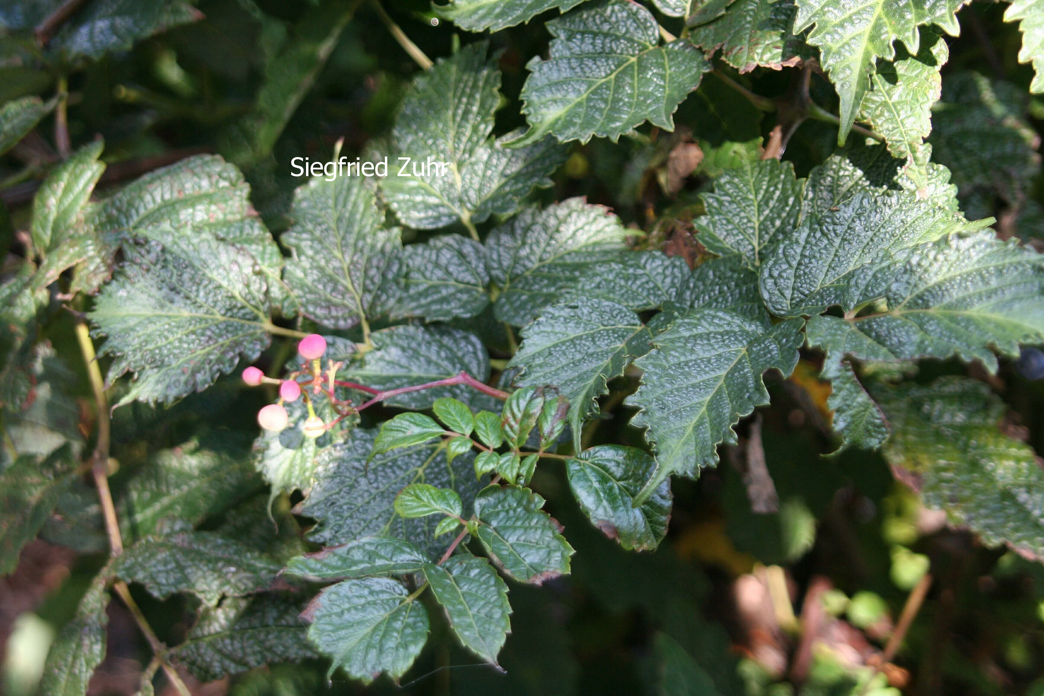 Ampelopsis megalophylla