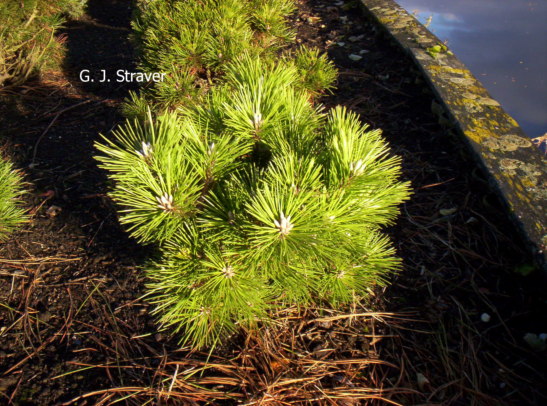 Pinus thunbergii 'Banshosho'