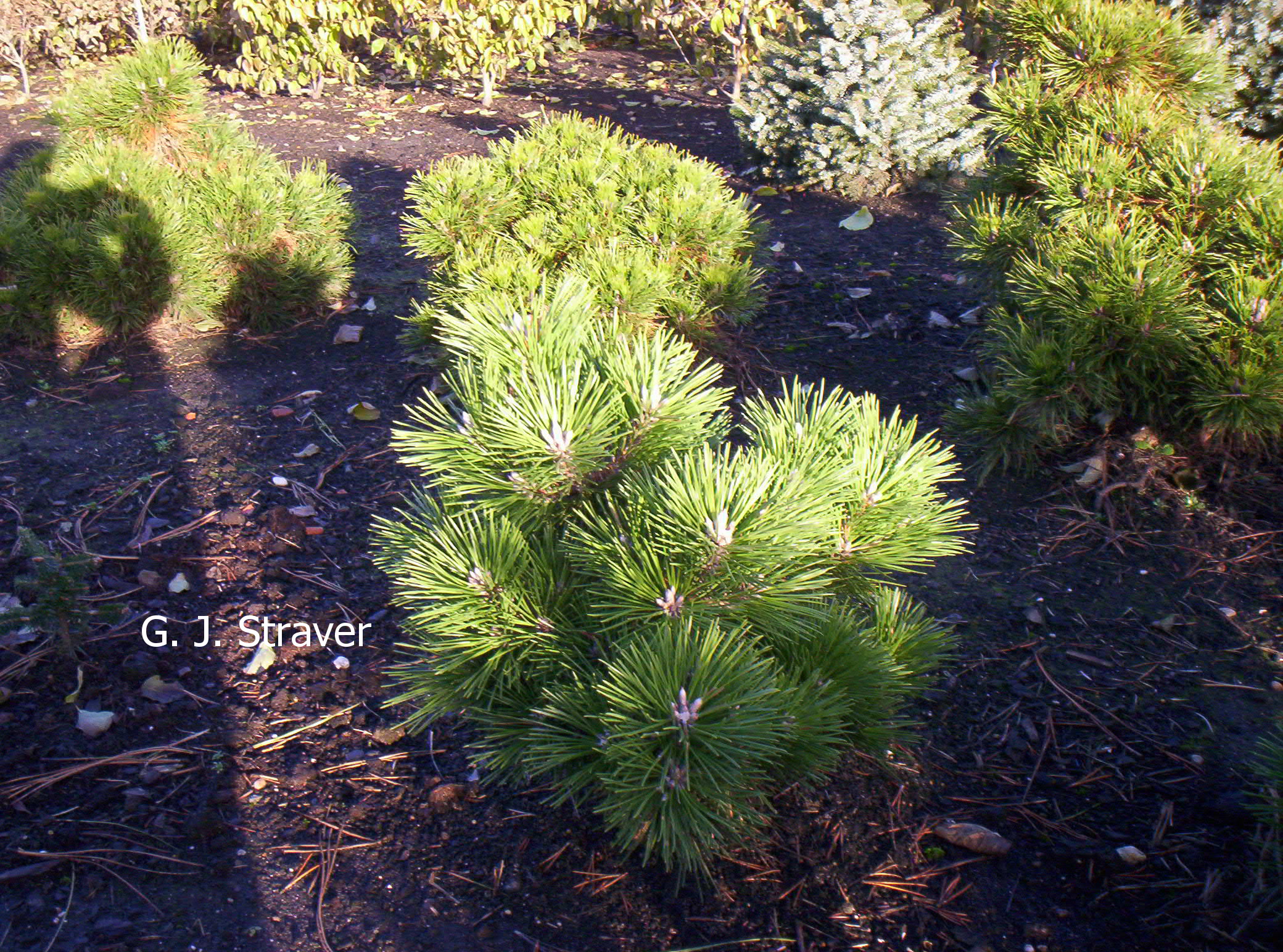 Pinus thunbergii 'Banshosho'