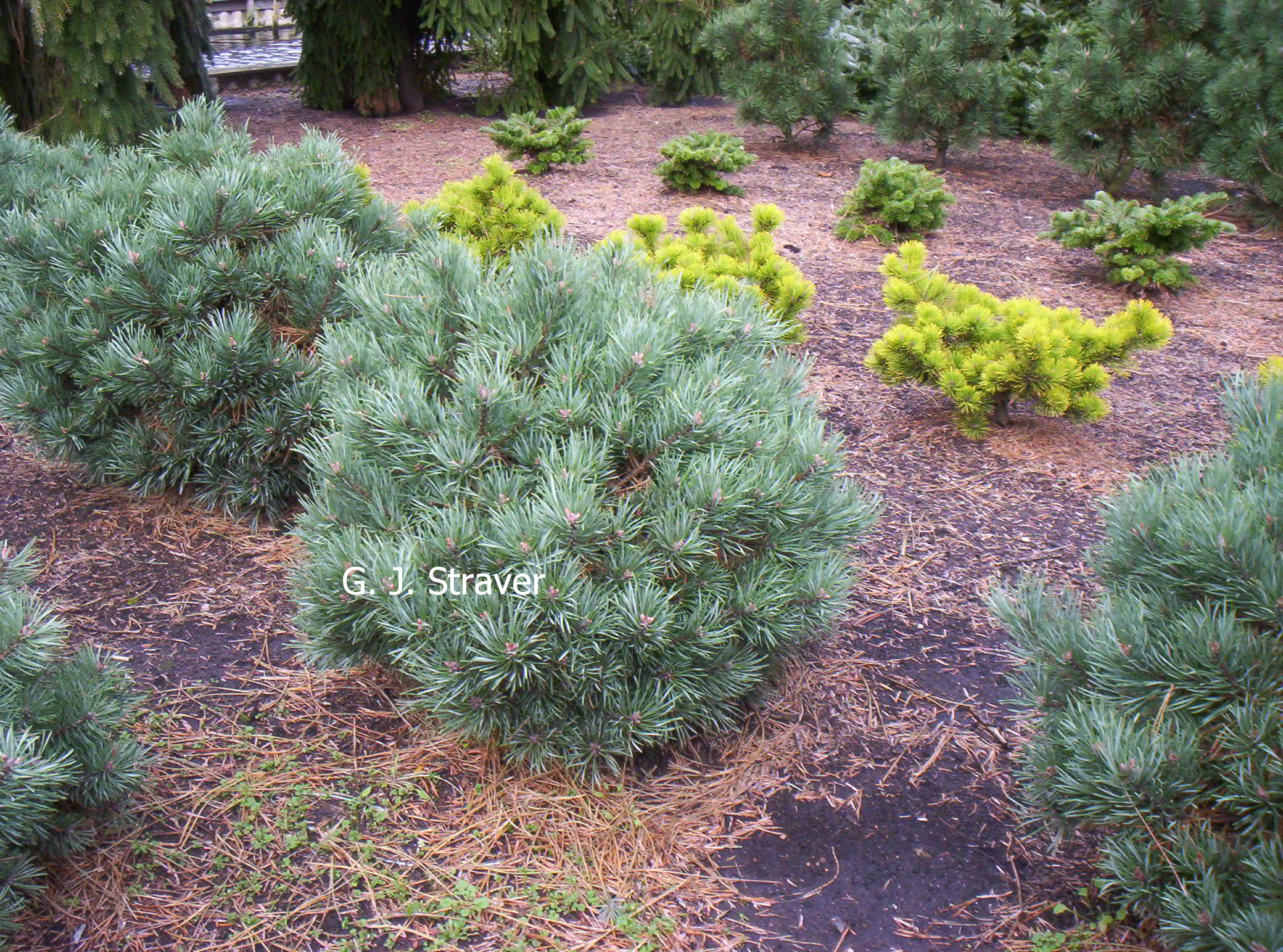 Pinus sylvestris 'Frensham'