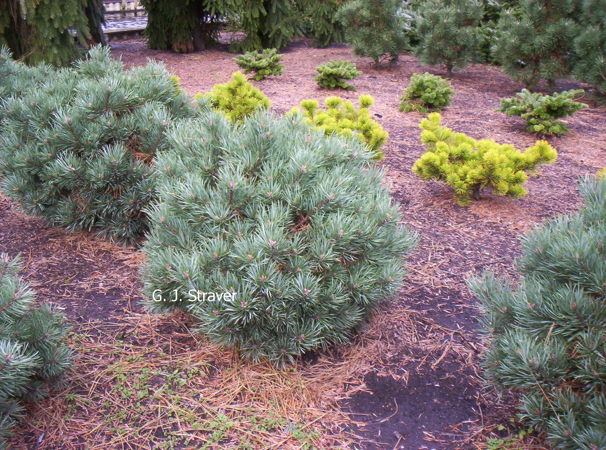 Pinus sylvestris 'Frensham'