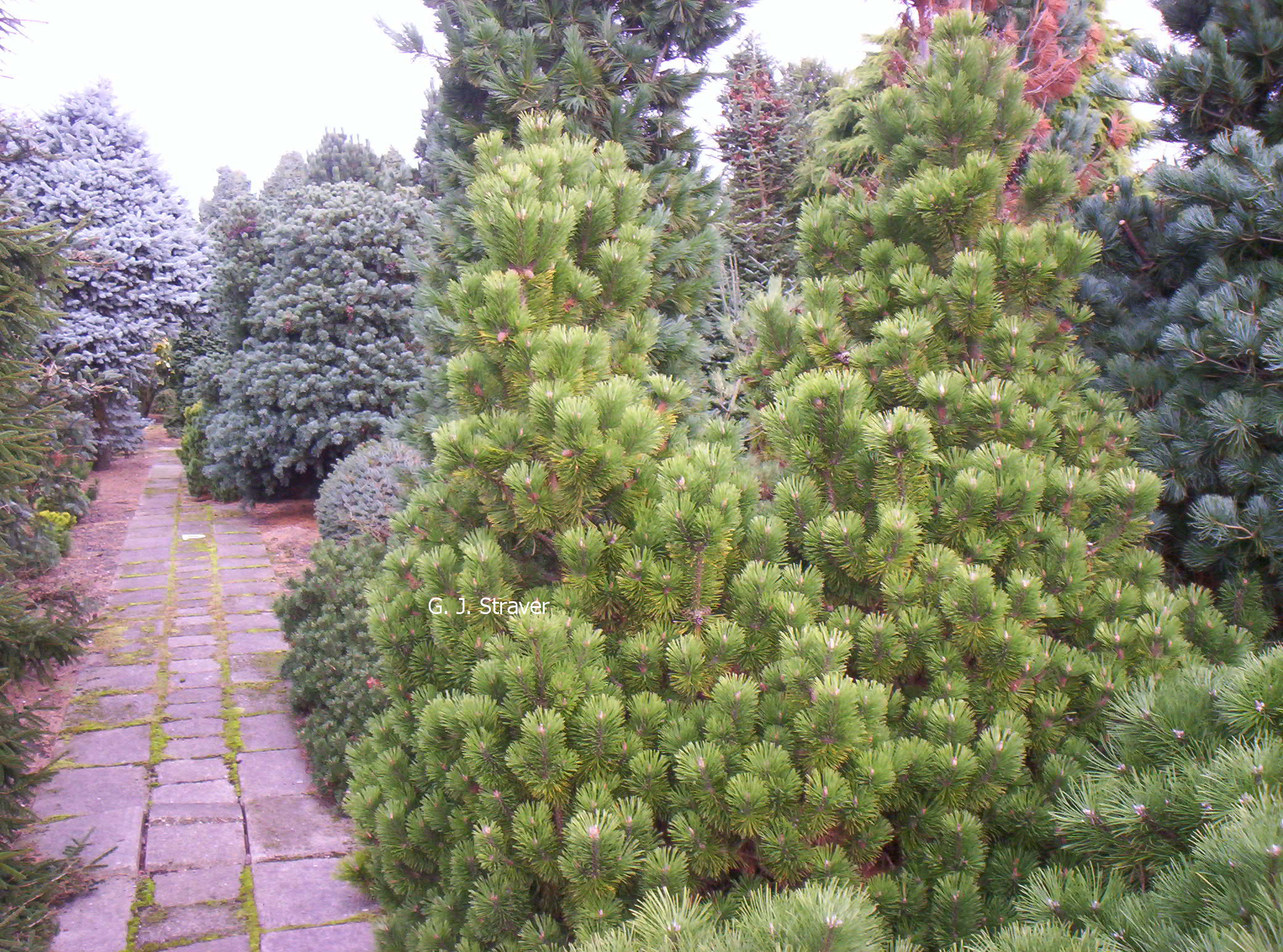 Pinus mugo 'Mumpitz'