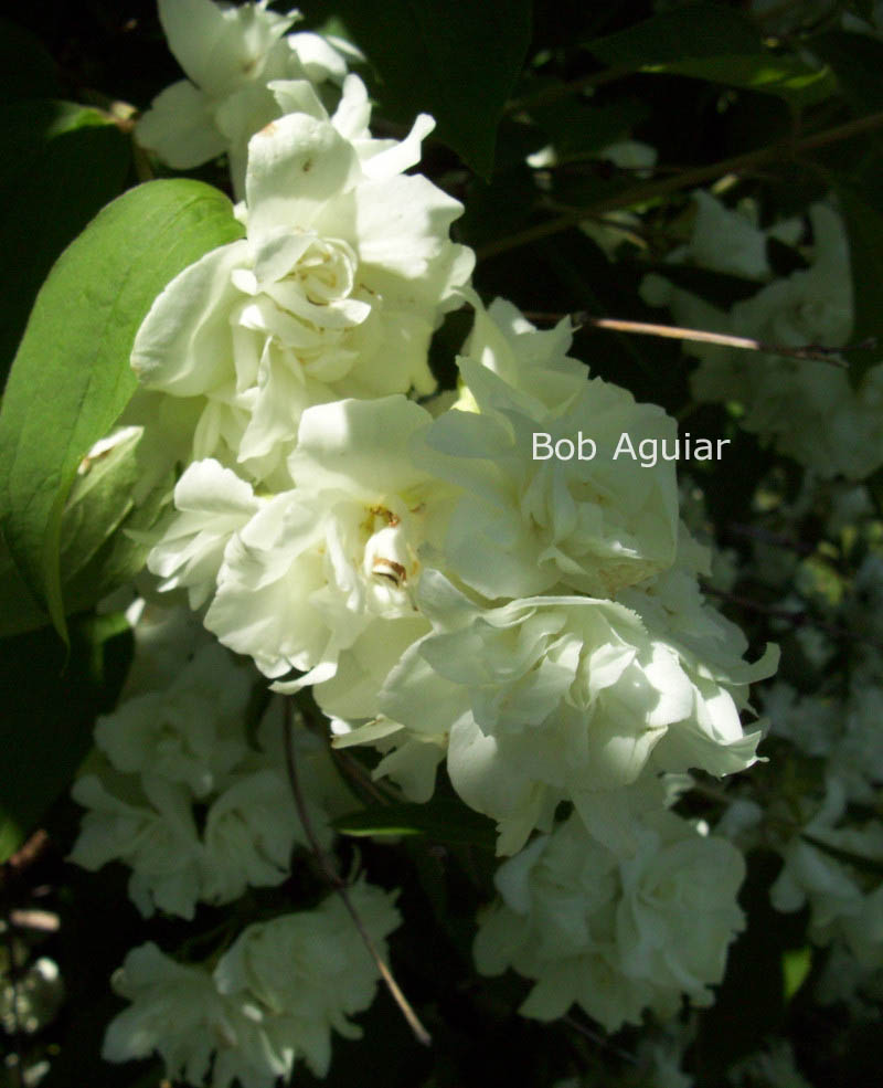 Philadelphus 'Bouquet Blanc'