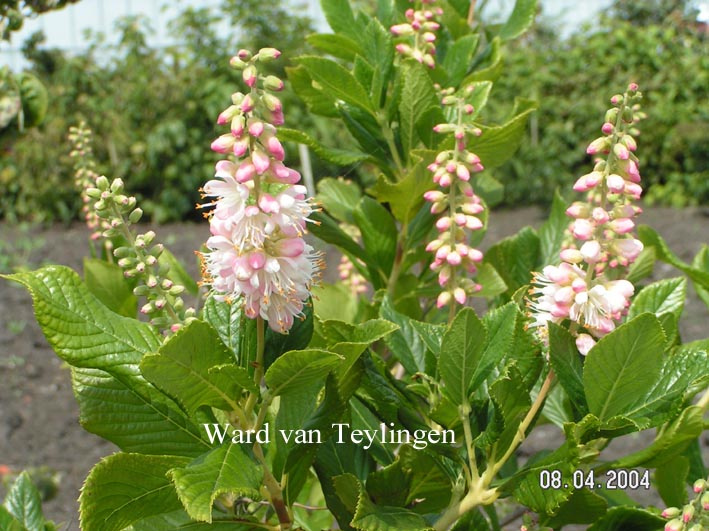 Clethra alnifolia 'Pink Spire'