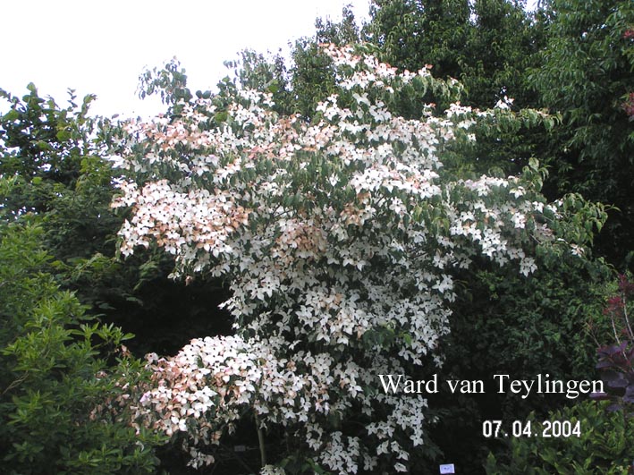 Cornus kousa 'Weisse Fontaene'