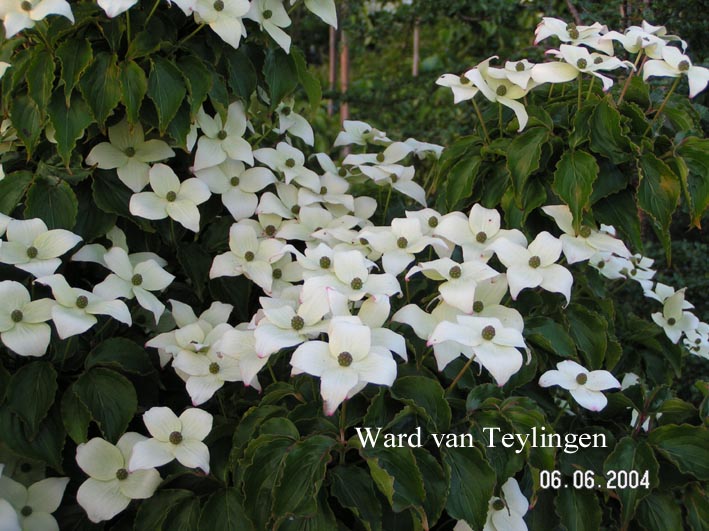 Cornus kousa