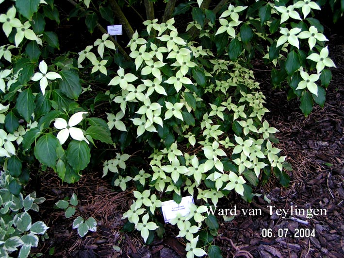 Cornus kousa 'Weisse Fontaene'