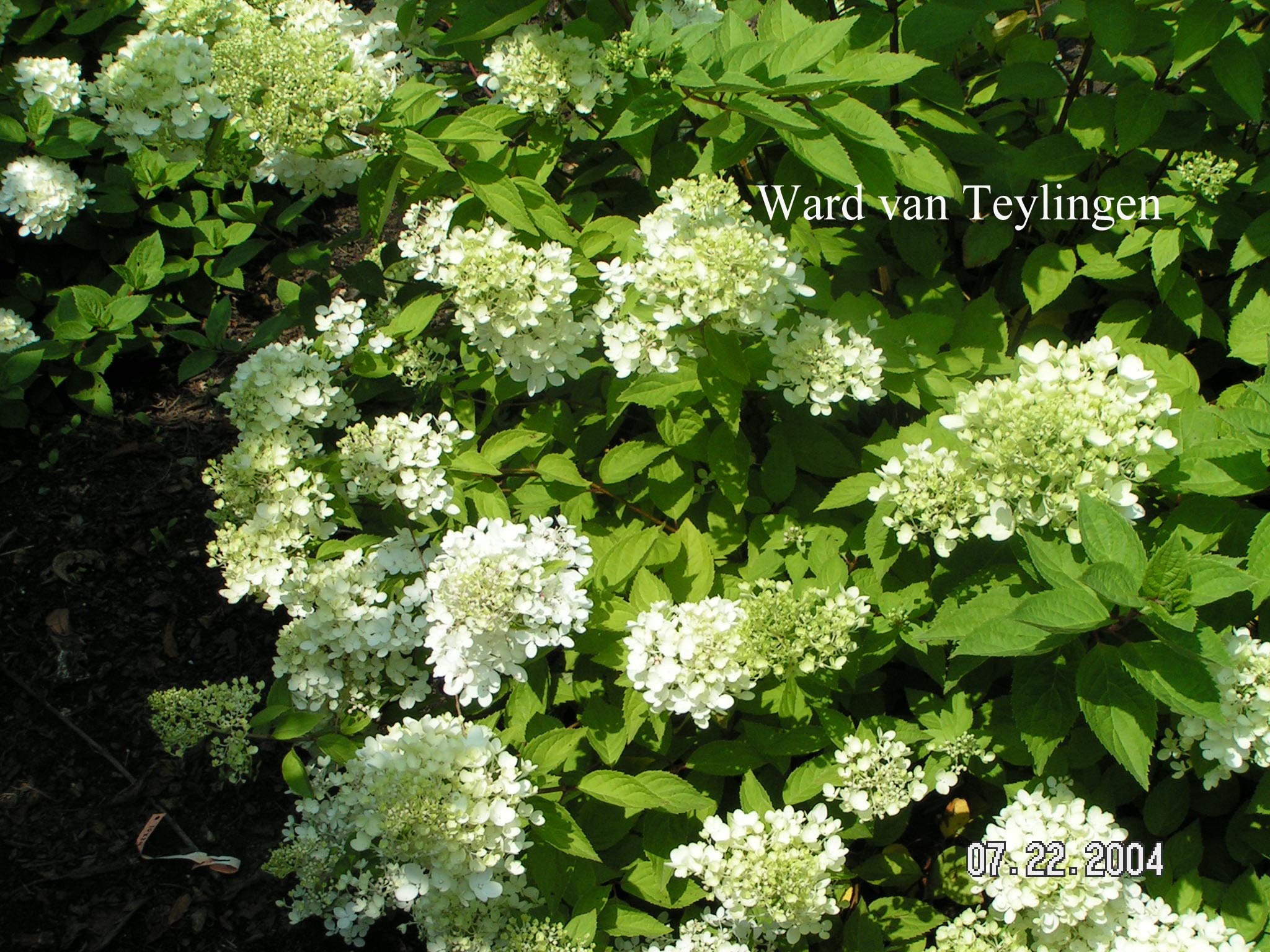 Hydrangea paniculata 'Harry's Souvenir'