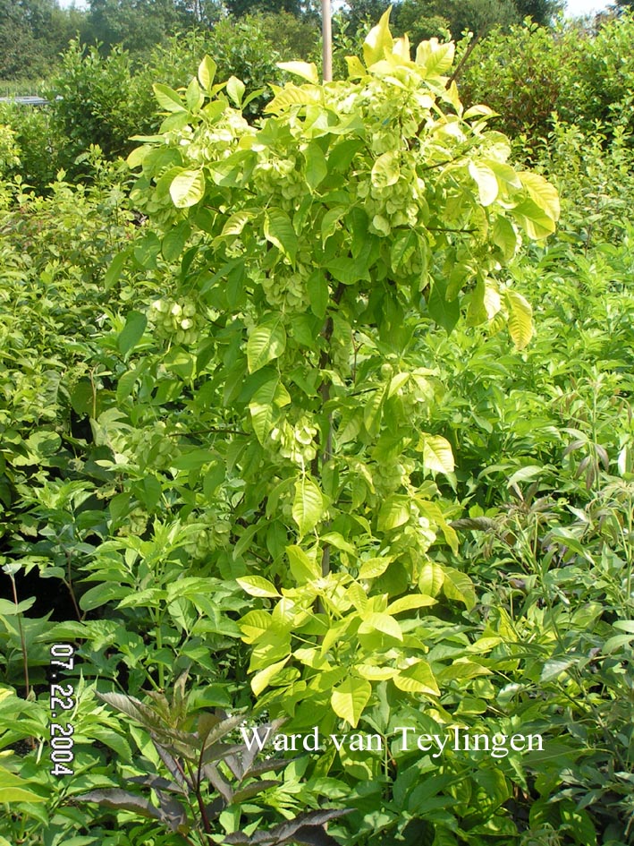 Ptelea trifoliata 'Aurea'