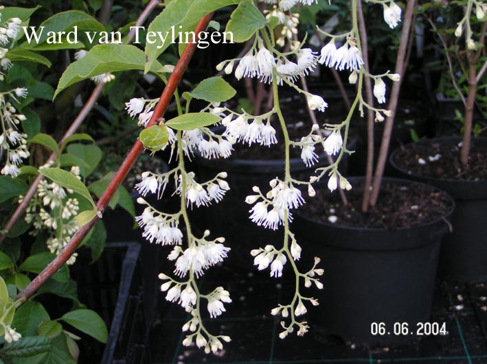 Pterostyrax hispida