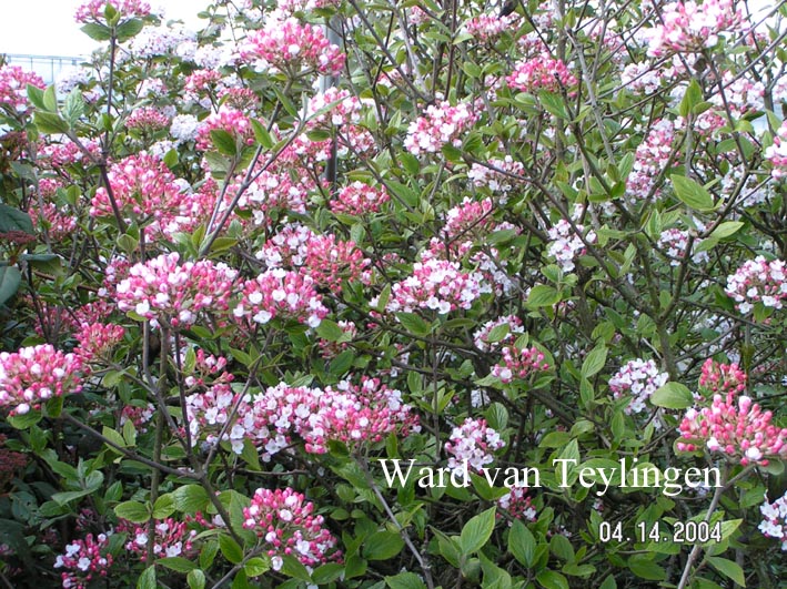 Viburnum burkwoodii 'Mohawk'