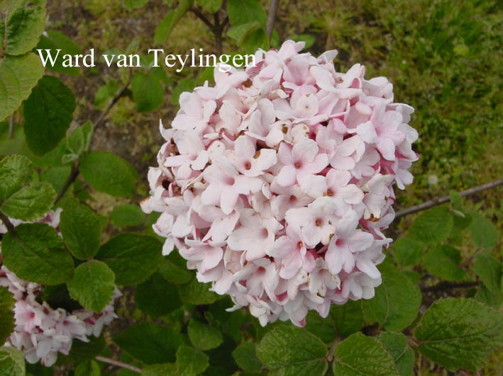 Viburnum carlesii 'Charis'