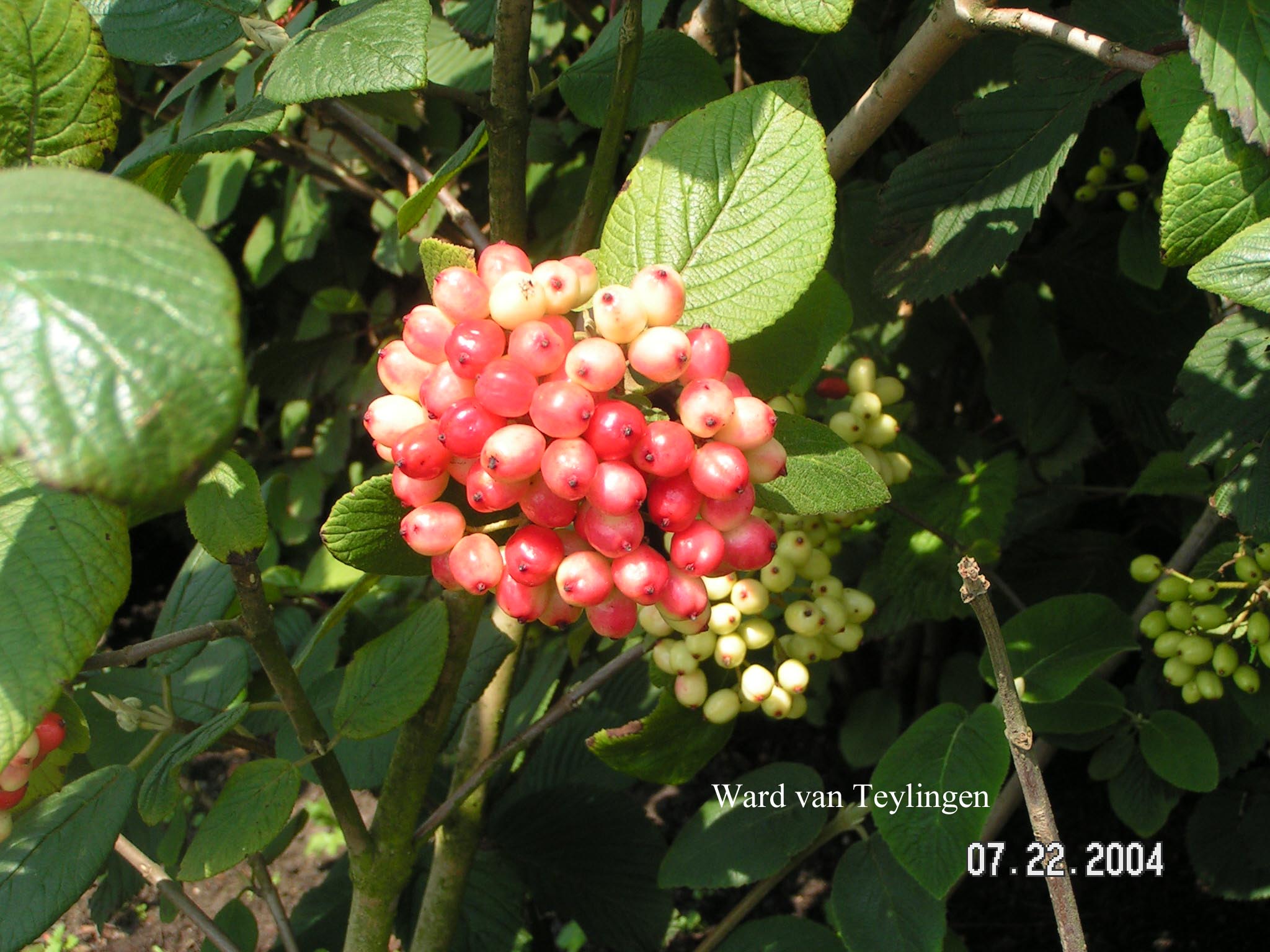Viburnum lantana 'Rugosum'