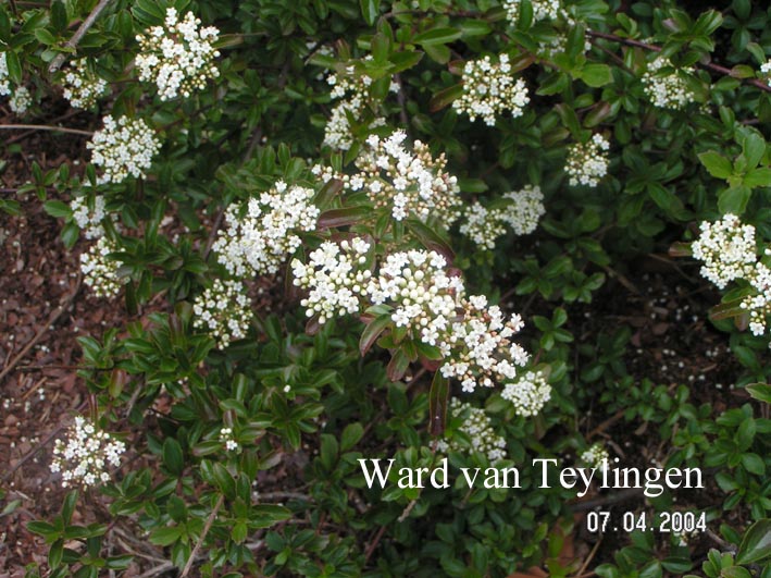 Viburnum parvifolium