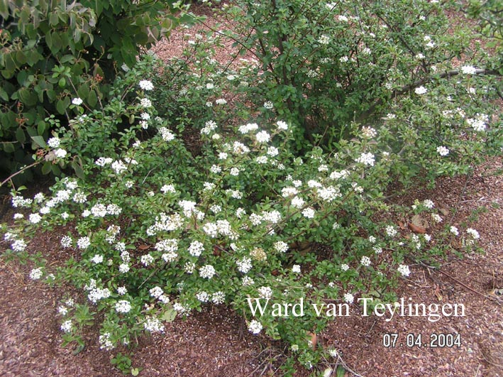 Viburnum parvifolium