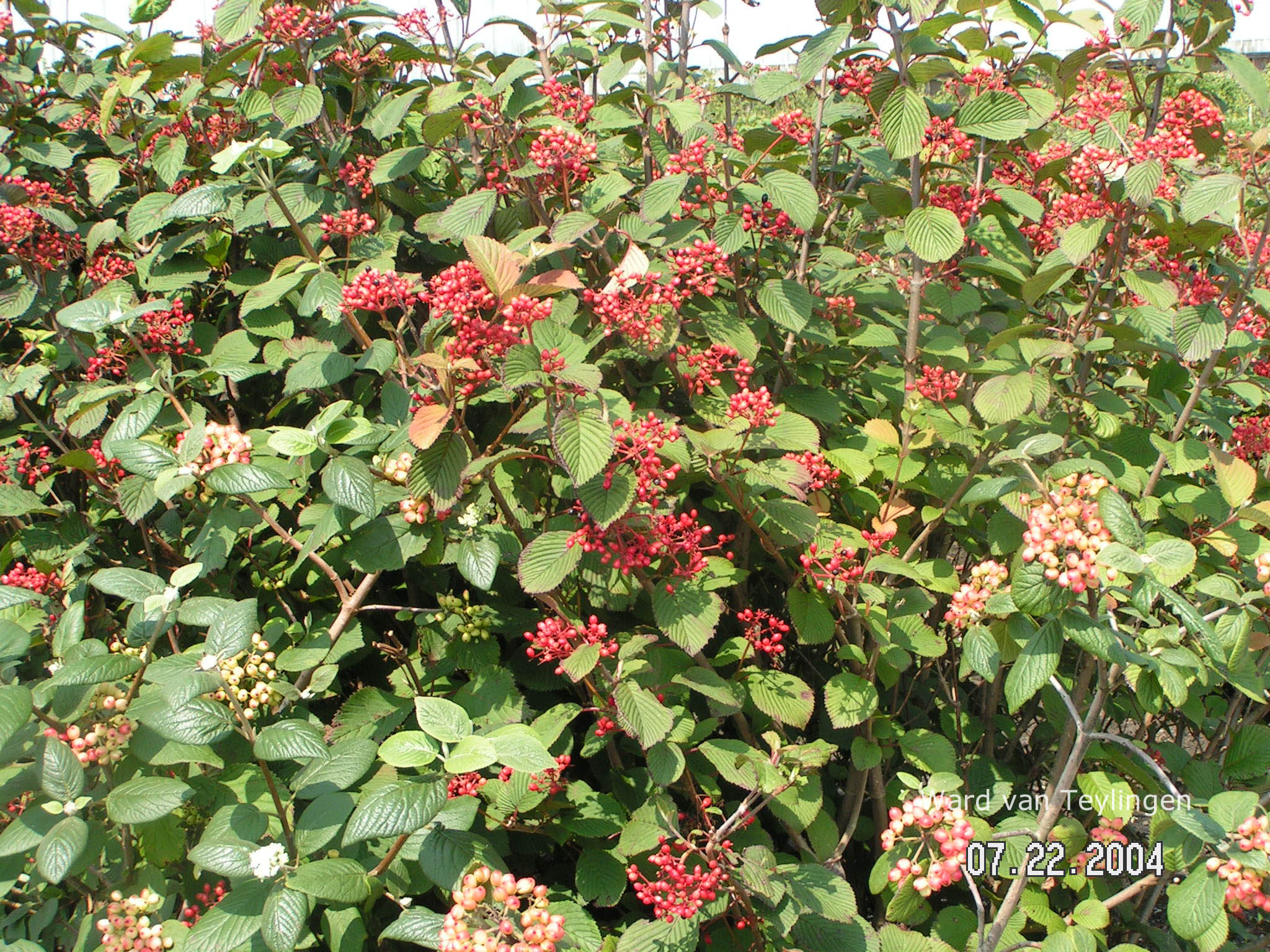 Viburnum plicatum 'Tennessee'