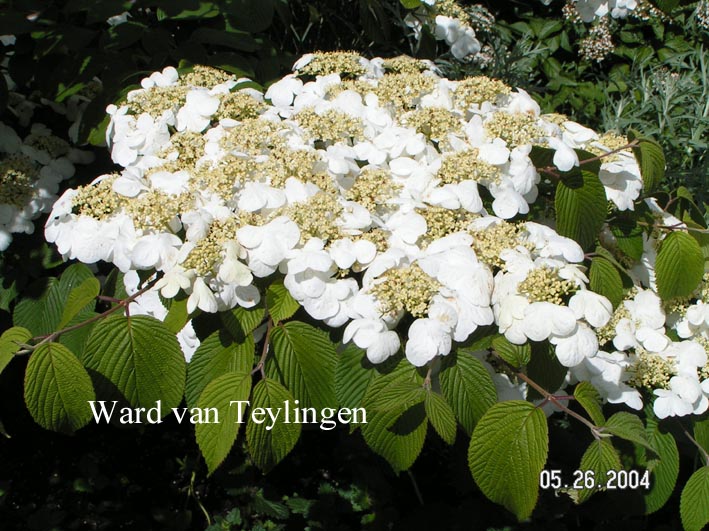 Viburnum plicatum 'Cascade'