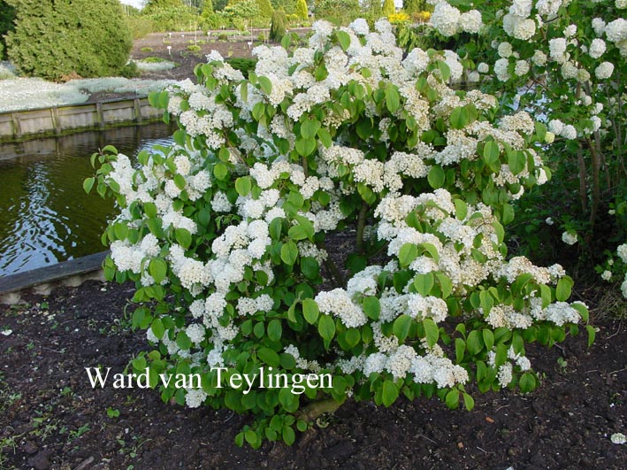 Viburnum plicatum 'Popcorn'