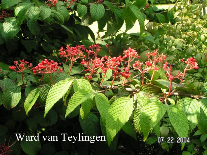 Viburnum plicatum 'Shasta'