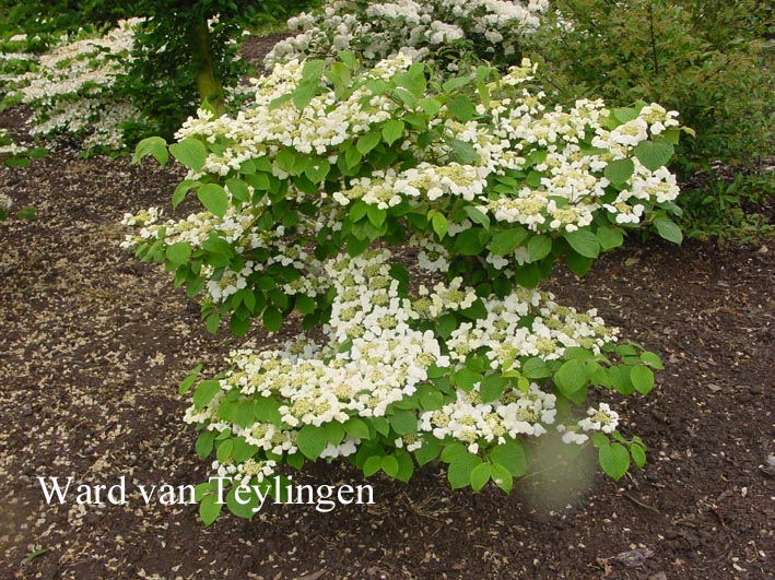 Viburnum plicatum 'Shoshoni'