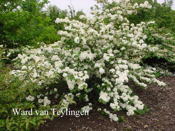 Viburnum plicatum 'Thunberg's Original'