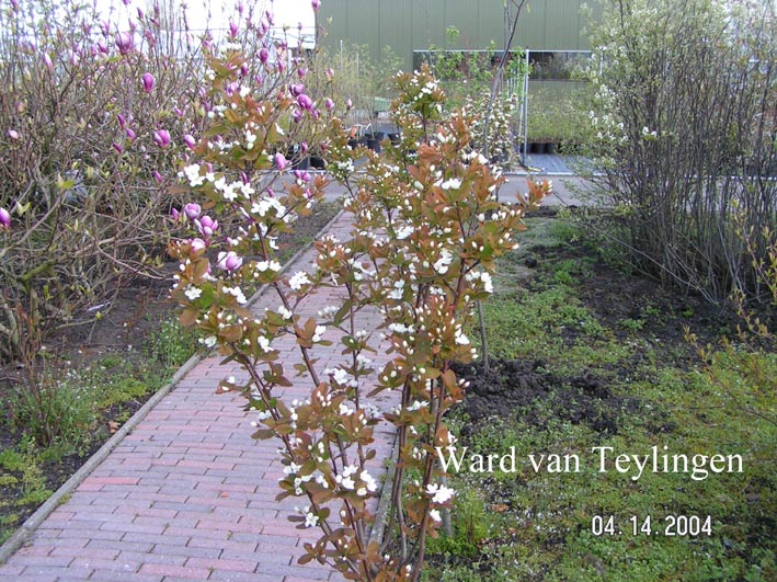 Amelanchier bartramiana 'Eskimo'