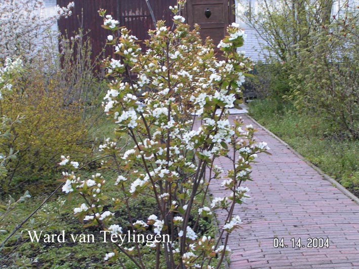 Amelanchier bartramiana 'Eskimo'