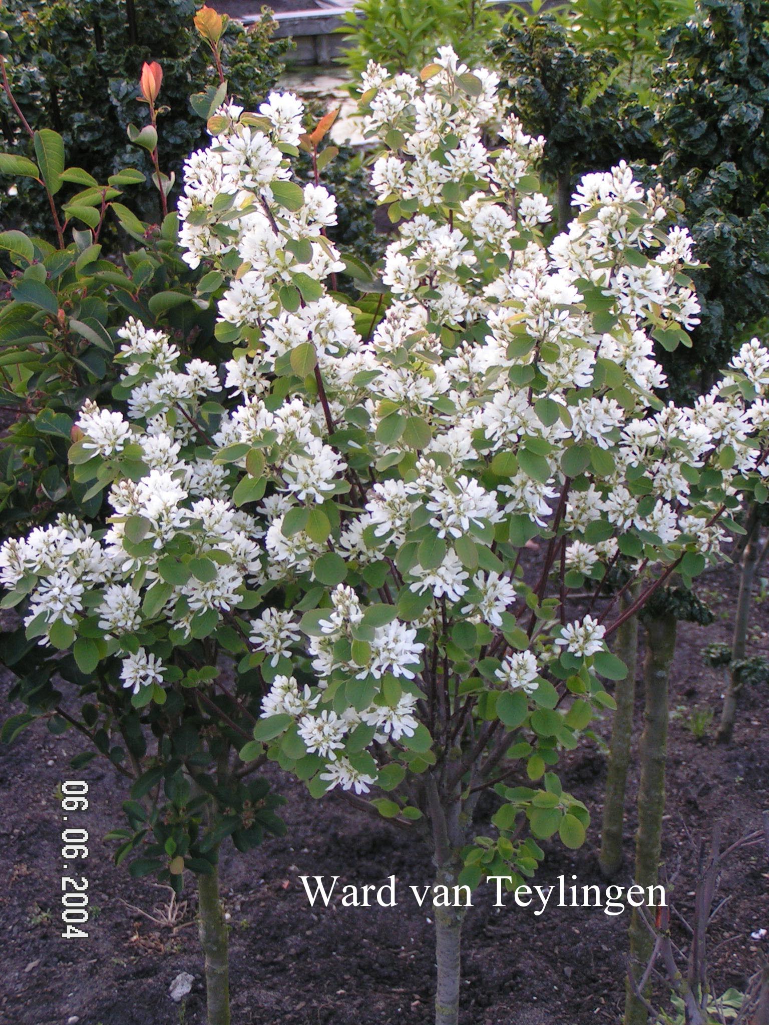 Amelanchier ovalis 'Helvetia'