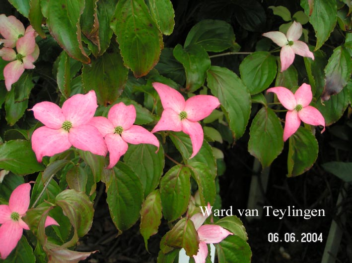 Cornus kousa 'Mount Fuji'