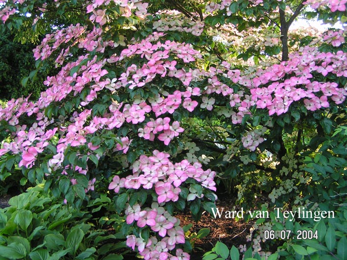 Cornus kousa 'Satomi'