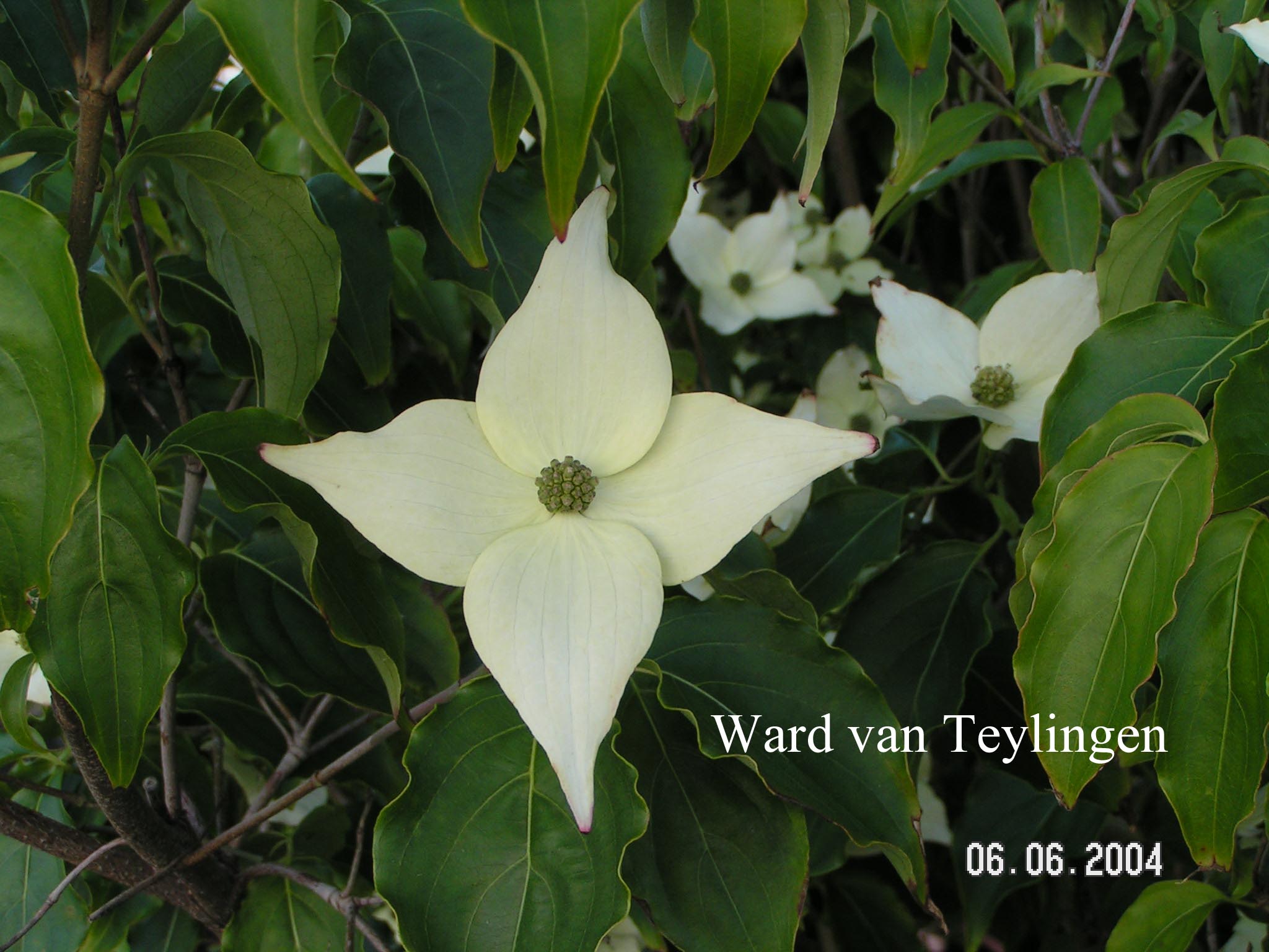 Cornus kousa 'Milky Way'