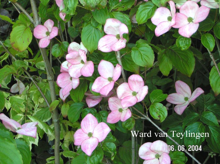 Cornus kousa 'Satomi'