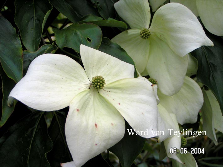 Cornus kousa 'Moonbeam'