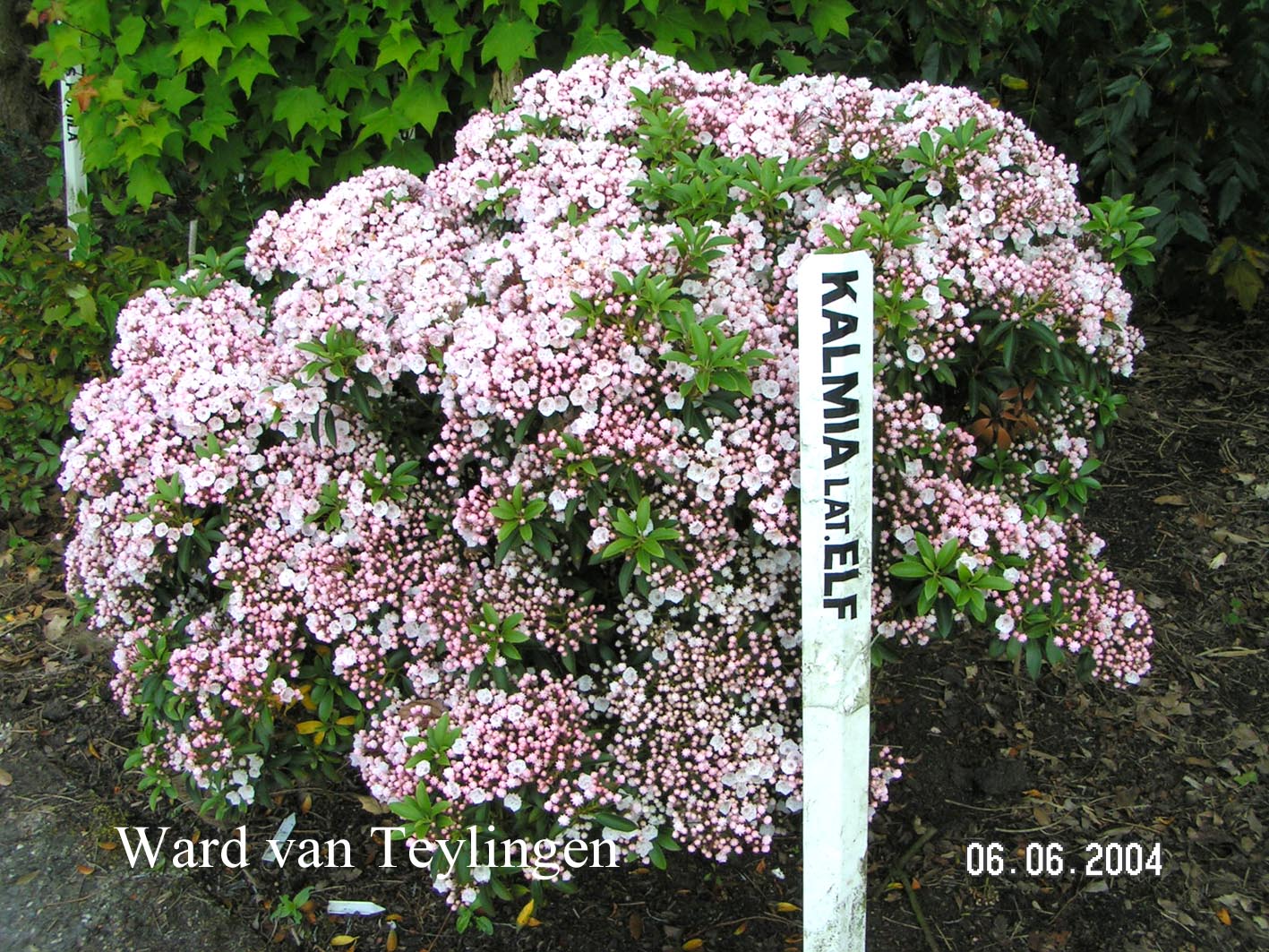 Kalmia latifolia 'Elf'