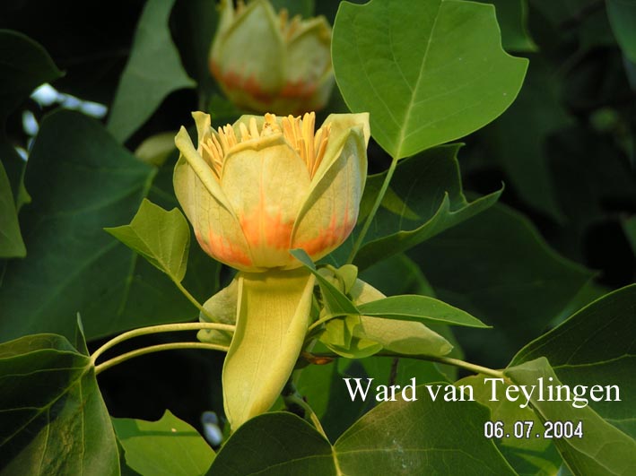 Liriodendron tulipifera