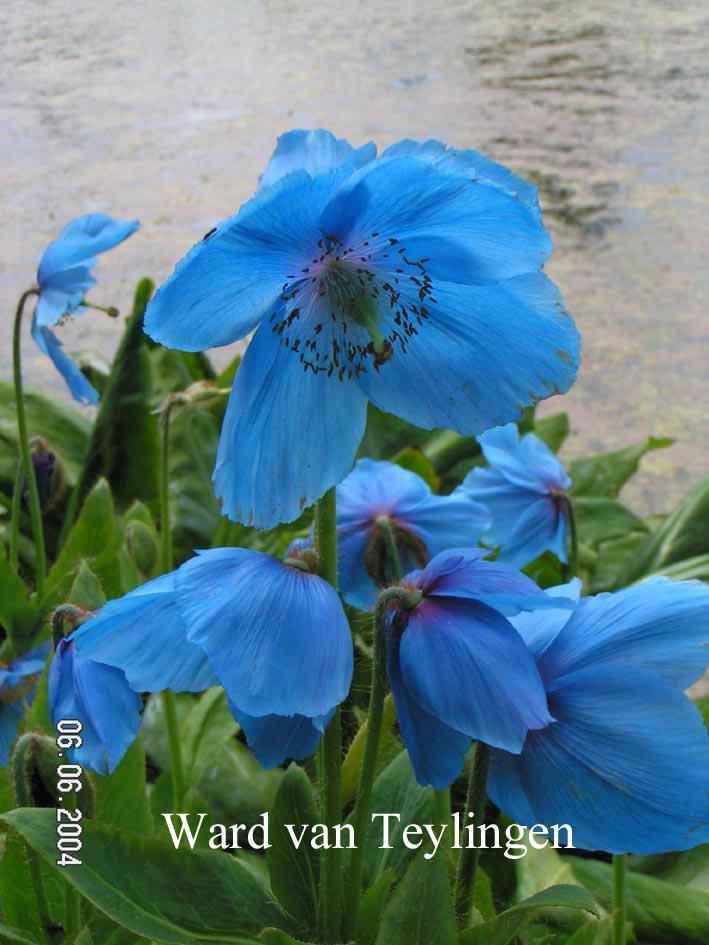 Meconopsis betonicifolia