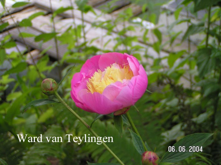 Paeonia 'Bowl of Beauty'