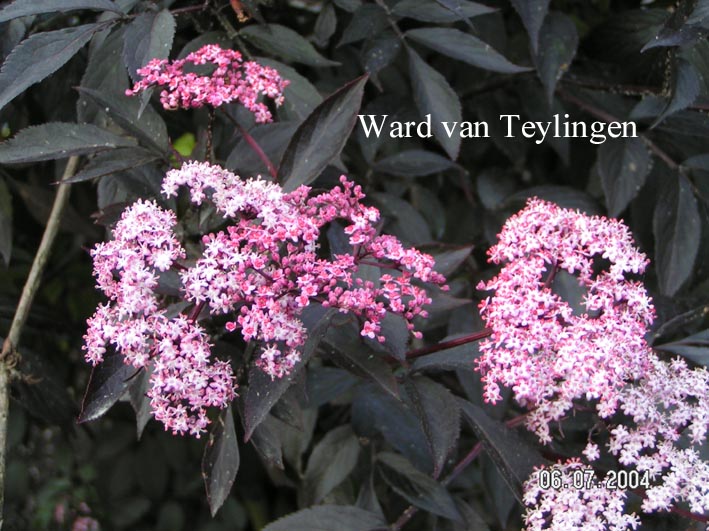 Sambucus nigra 'Gerda' (BLACK BEAUTY)