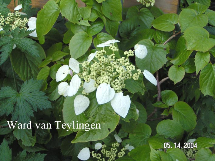 Schizophragma hydrangeoides