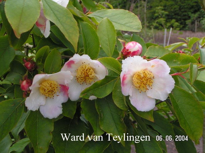 Stewartia pseudocamellia 'Koreana'