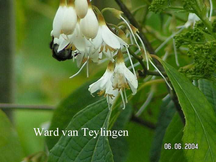 Styrax hemsleyanus