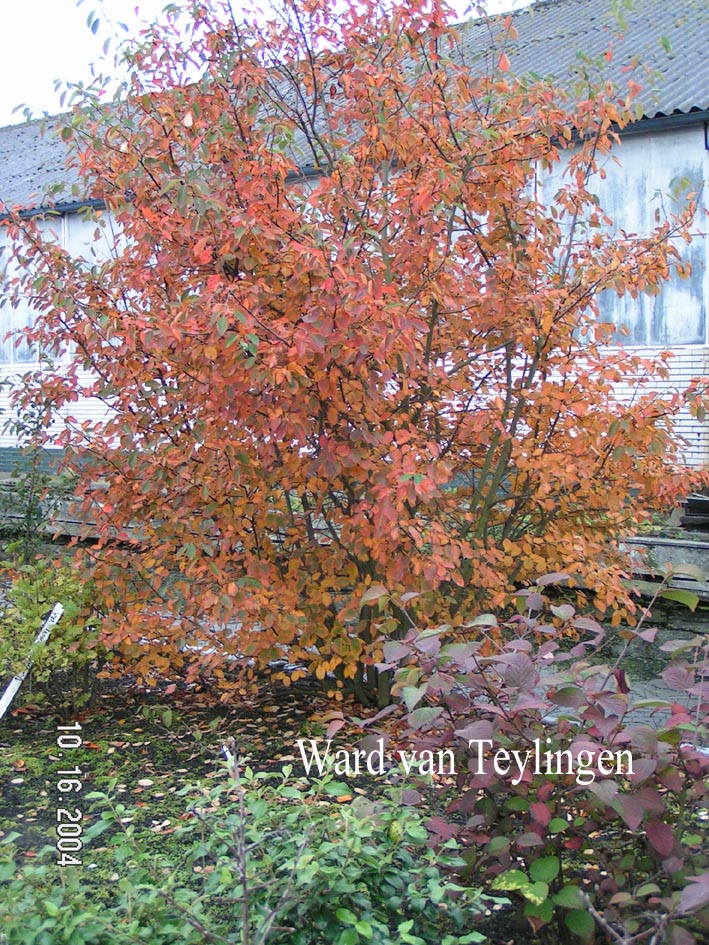 Amelanchier lamarckii