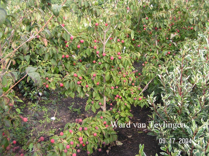 Cornus kousa 'Wieting's Select'