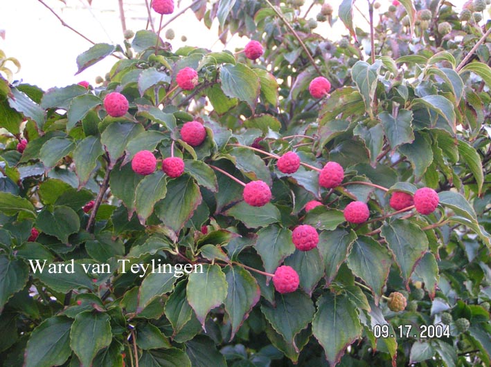 Cornus kousa