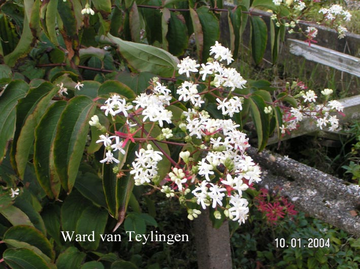 Heptacodium miconioides